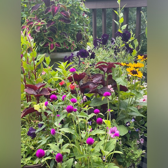 Ali’s This & That 🌸 - Picture 12 of 14